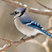 Blue Jay